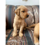 Cachorros Golden Retriever Perros Perritos En Venta Cúcuta