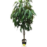 Árbol Ficus Ali Multitronco 210cm Artificial