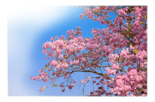 Lapacho Rosado Grande  , Arbol Para La Vereda 