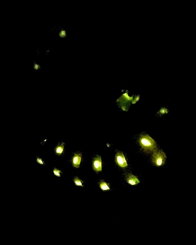 Luciérnaga Trencito De Criadero (phengodidae) Bioluminiscent