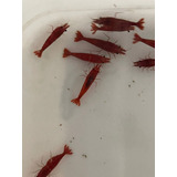 Camarão Neocaridina Cereja Kit Com 12 + Brinde