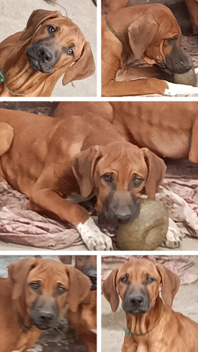 Hermoso Cachorro Rhodesian Ridgeback Con Papeles Y Vacunado