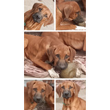 Hermoso Cachorro Rhodesian Ridgeback Con Papeles Y Vacunado