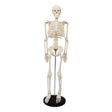 Esqueleto Humano Gadnic Para Estudio Y Educación Anatomía 