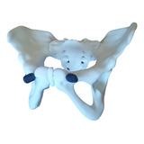 Pelvis Articulada 3d Anatomía 