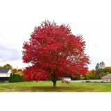 15 Semillas Exótico Árbol Arce Rojo Japonés, Acer Palmatum