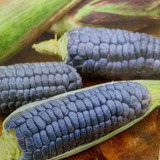 Semillas De Maiz Azul Organicas Para Cuitivo Ideal Huerta