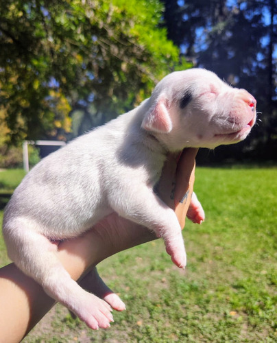 Dogo Argentino Hembra Fca Padres De La Cocha