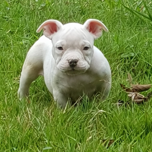 Filhote American Bully - Cinza - Olhos Azuis - Pedigree