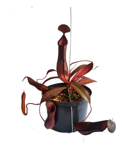 Planta Carnívora Nepenthes Rebecca Soper 