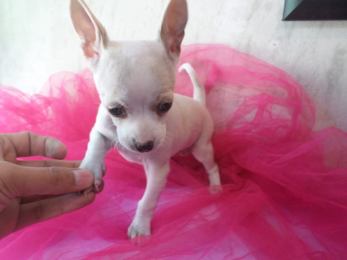 Cachorra Chihuahua De Bolsillo Miniatura 
