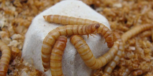 500 Larvas De Tenebrios Militor