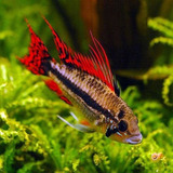 Apistogramma Cacatuoides Double Red - Casal 4 Cm