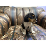 Espectaculares Beagle Disponibles Mascotas Rionegro