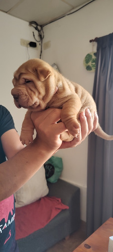 Cachorro Sharpei Macho 