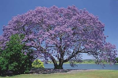 300 Semillas De Arbol Jacaranda