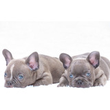 Bulldog Frances Filhote Exoticos Blue, Merle