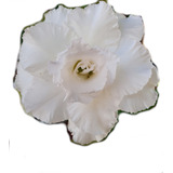 Rosa Do Deserto Florescendo Branca Tripla Enxerto Ts-305