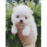 Pomerania Macho Cachorro Blanco Inscrito 