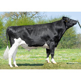 Semen Bovino Holstein Sexado - Pop Etl Pp