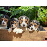 Cachorro Beagle Tricolor 19