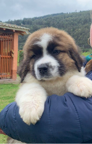 San Bernardo Perro Bebe Mascotas Rionegro Medellín