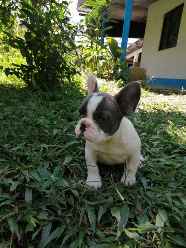 Cachorros Bulldog Francés Vaquita Perros Cartagena Cúcuta 