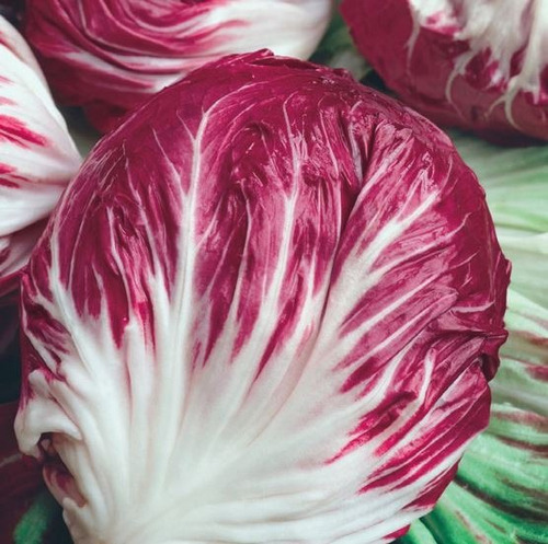 Semillas De Radicchio Rosa De Verona 