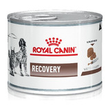 Recovery Royal Canin 
