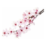 Árbol De Cerezo Japones, Sakura Rosa + Regalo
