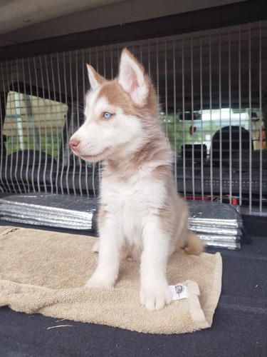 Cachorros Husky Siberiano Manto Rojo Ojos Color Azul