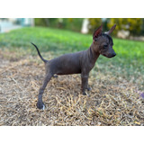 Hermosa Cachorrita Xoloitzcuintle Miniatura (mérida, Yucatán