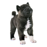 Cachorro Akita Americano Dog Akita Perro Disponible