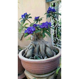 Adenium Rosa Del Desierto Obesum Azul Aqua