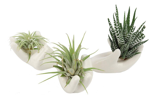 Paquete De 3 Cerámica Tillandsia Soporte Plantas Aire Decora