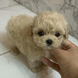 Maltipoo Pequeños Cachorros Minis 