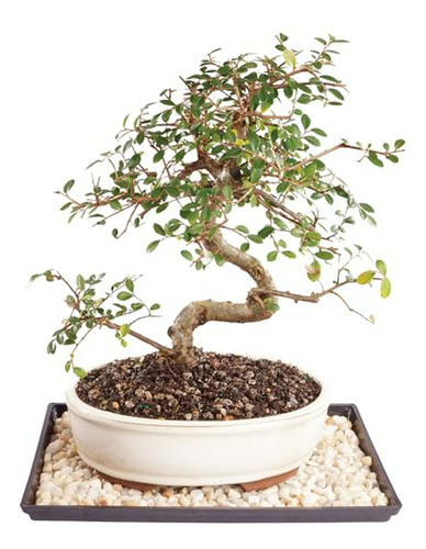 Live Árbol De Bonsái De Olmo Chino, Exterior, Mediano, 7 Año