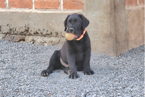 Labrador Negro 