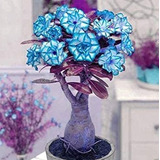 Kit Rosa Del Desierto Azul Royal, Corona Turquesa, Violeta 