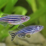 Pez Agua Tropical Danio Cebra Acuarios Santiago Spa