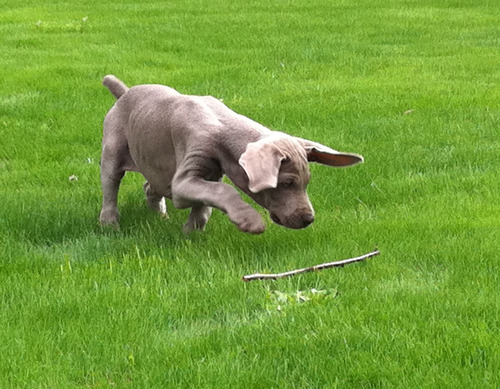 Perfectosaint Daniel Weimaraner De Elegancia