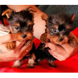 Cachorros Yorkshire Mini