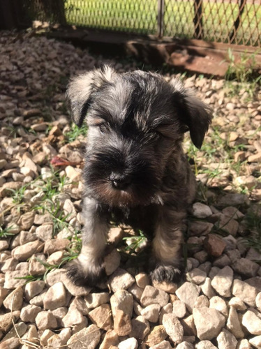 Schnauzer Miniatura Negro Felicidad Lidia Sico