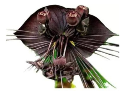 Muda Flor Morcego Negra Tacca Chantriere 30 Cm Sem Flor