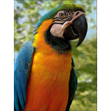 Cuadro 20x30cm Guacamayo Loro Animal Salvaje Fauna Ave M2