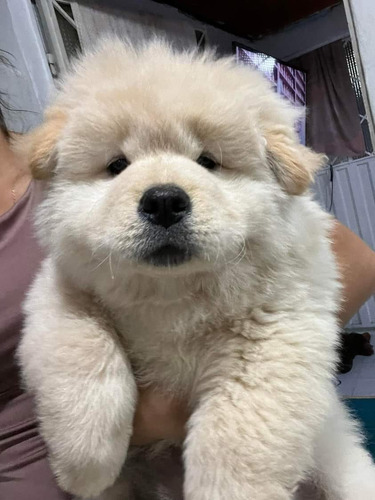 Cachorros Chow Chow Med,bog,cali Animal Pets Colombia 