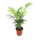 Muda De Palmeira Chamaedorea Elegans Planta Natural Com Vaso