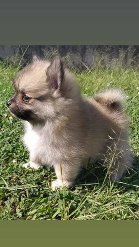 Venta Pomerania Lulu Mini Blanco Cafe Medellín Cali Bogota 