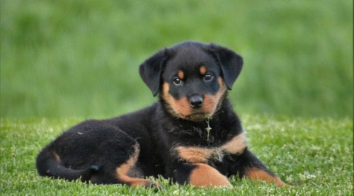 Cachorro Rottweiler 07