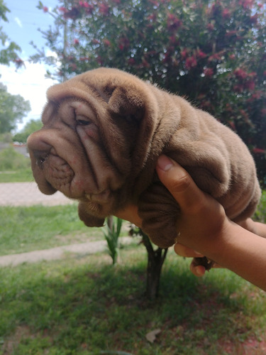 Sharpei 100 Puros 